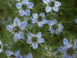 Fleur de nigelle