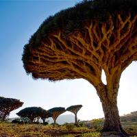 dragonnier de socotra