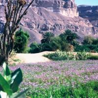 Hadramaut au Yémen