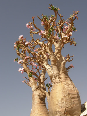 rose du desert