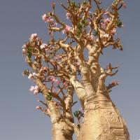 rose du desert