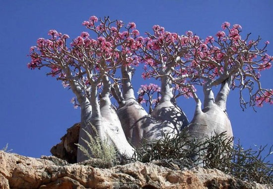  roses du desert Socotra