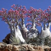  roses du desert Socotra
