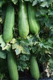 Le fruit loofah