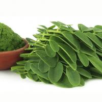 Moringa coueau suisse therapeutique plantes et sante 