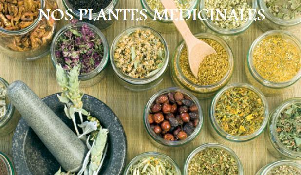 Plantes medicinale yamaniya site 1